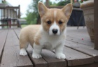 Prod�m �t��ata Pembroke Welsh Corgi.
