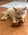 Prod�m �t��ata Samusky (sm�en� plemeno samojed/sibi�sk� husky)