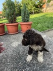 Lagotto Romagnolo �t��ata