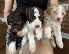 Lagotto Romagnolo �t��ata