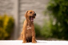Rhodesian Ridgeback - �t��ata s PP - odb�r ihned