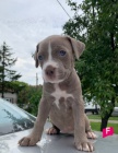 Pit Bull �t��ata