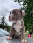 Pit Bull �t��ata