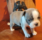 hrani�n� teri�r