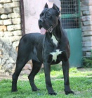 Cane Corso �t��ata