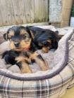 Prod�m mini �t��ata yorkie.