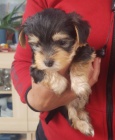 Prod�m mini �t��ata yorkie.