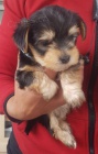 Prod�m mini �t��ata yorkie.