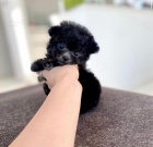 MINI TOY �t��ata pudla k adopci.