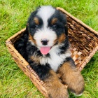 Prod�m �t��ata Bernedoodle.