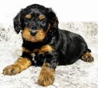 Prod�m �t��ata Cavapoo.