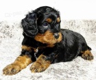 Prod�m �t��ata Cavapoo.