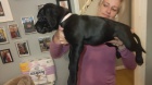 Prod�m �t��ata Cane Corso