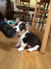Prod�m �t��ata Pembroke Welsh Corgi.