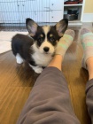 Prod�m �t��ata Pembroke Welsh Corgi.