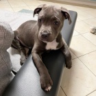 Prod�m �t��ata staford��rsk�ho bulteri�ra