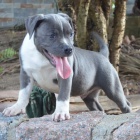 Prod�m �t��ata staford��rsk�ho bulteri�ra