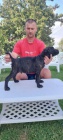Cane Corso �t��ata