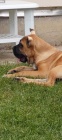 Cane Corso �t��ata