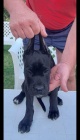 Cane Corso �t��ata