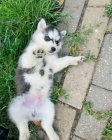 Sibi�sk� husky Fenku