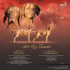 Ma�arsk� oha� kr�tkosrst� s PP(fenky a pejsek)