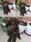 Lagotto Romagnolo �t��ata