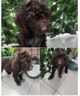 Lagotto Romagnolo �t��ata