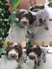 Lagotto Romagnolo �t��ata