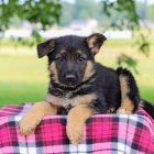 Prod�m �t��ata n�meck�ho ov��ka