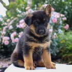 Prod�m �t��ata n�meck�ho ov��ka