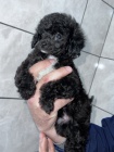 Prod�m �t��ata mini toy pudla