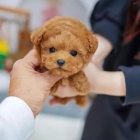 Prod�m �t��ata mini toy pudla