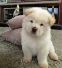 Prod�m zdrav� �t��ata �au �au