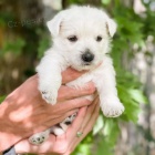 Prod�m �t��ata West Highland White Terriers