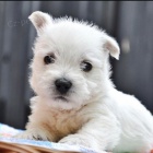 Prod�m �t��ata West Highland White Terriers