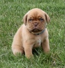 Prod�m �t��ata bordeauxsk� doga