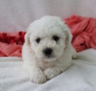 Prod�m �t��ata bi�onka.