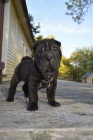 Shar-pei o�kovan� �t��ata na prodej.