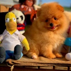 Prod�m �t��ata pomeraniana.