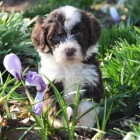 �t��ata portugalsk�ho vodn�ho psa k adopci