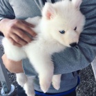 Prod�m �t��ata Pomskies (k��enec sibi�sk� husky a pomeranian)