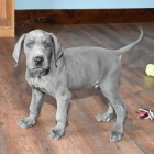 Prod�m o�kovan� �t��ata n�meck� dogy