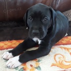 Prod�m o�kovan� �t��ata n�meck� dogy