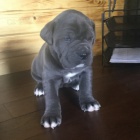 Prod�m �t��ata italsk�ho Cane Corso