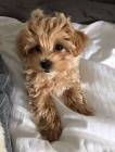 Prod�m �t��ata Cavapoo.