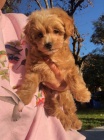 Prod�m �t��ata Cavapoo.