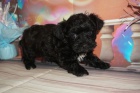 schnoodles �t��ata na prodej na prodej