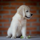 Zlat� retriever �t��ata na prodej
