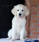 Zlat� retriever �t��ata na prodej